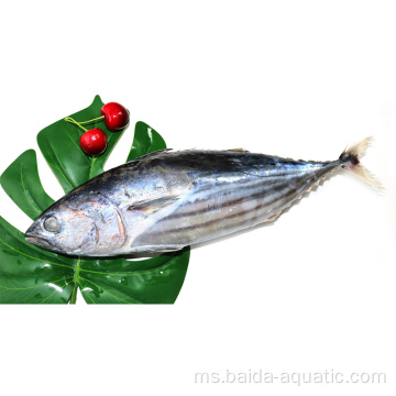 Tuna Skipjack Seluruh Segar Dijual